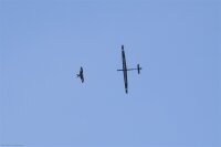 Spike E-Segelflugmodell