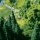 Faller 2 PREMIUM Zierhecken/Hainbuch