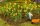 Faller 16 Sonnenblumen