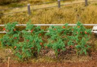 Faller 18 Tomatenpflanzen