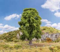 Faller Eiche