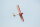 Phoenix Piper Super Cub PA-18 -  273 cm