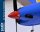 Phoenix TUCANO MK2 - 173 cm