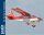 Phoenix Decathlon 20cc - 230 cm