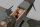 Phoenix Spitfire 61cc ARF Carbon - 241 cm
