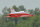 Phoenix BAE Hawk Turbinen Jet ARF Carbon - 175 cm