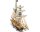 KrickBlackbeard  Bausatz 1:57 Mamoli