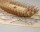 KrickHanse Kogge von Bremen 1380 Laser-Holzbausatz 1:72