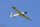 Fournier RF-4D mit. Rippenfl.